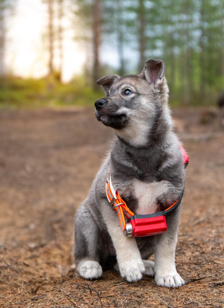 Copilot said: A puppy is sitting on a forest path, looking upward. The puppy is wearing an orange-red collar around its neck. Photo: Ina Karjalainen.
