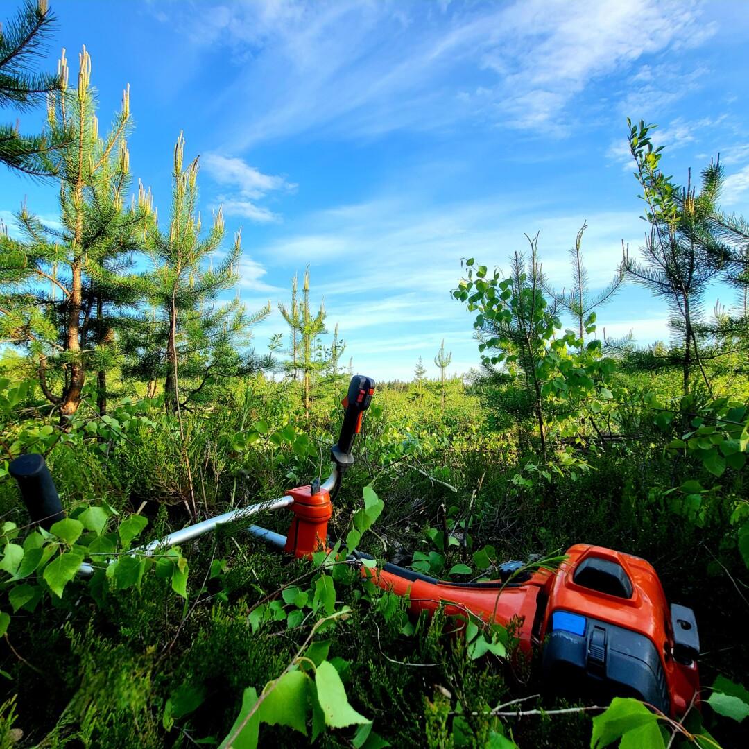 A brush cutter resting on a grassy field, with young pine saplings in the background beneath a bright blue summer sky. Photo: Riikka Heikkinen.
